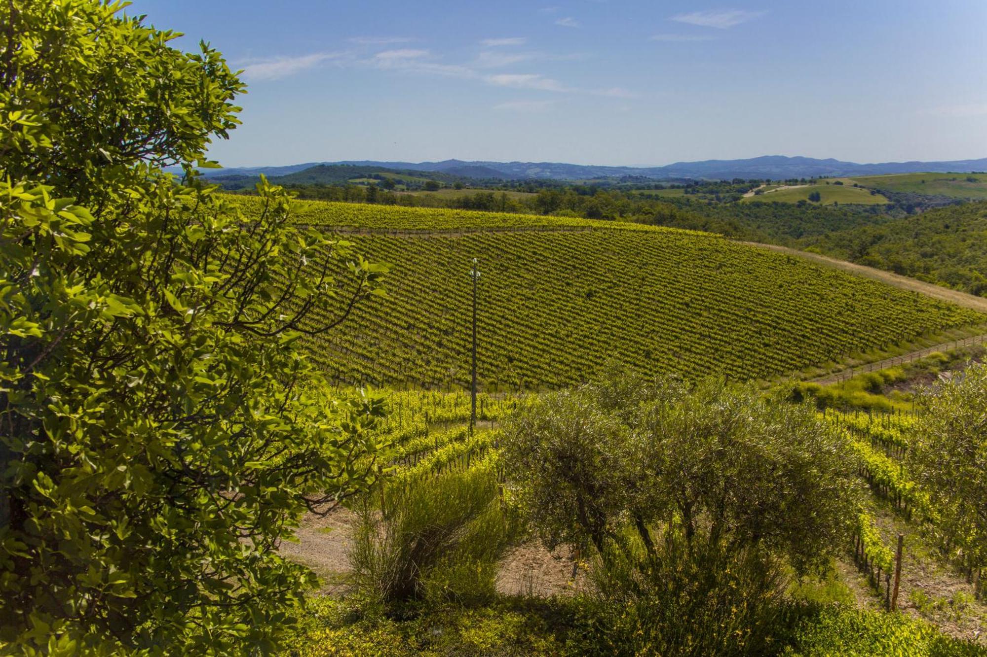Fattoria Di Magliano Winery Villa Magliano in Toscana Rum bild
