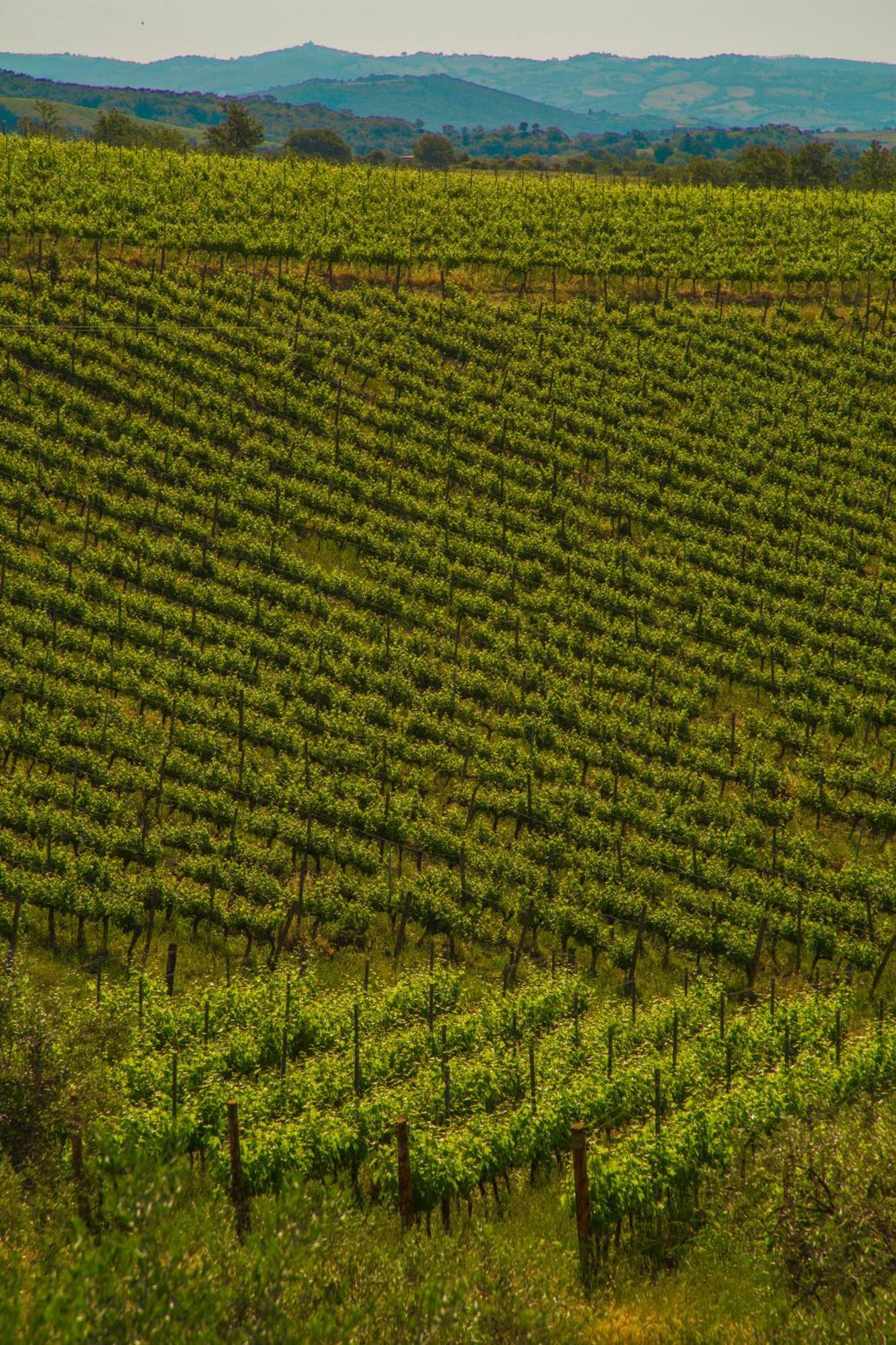 Fattoria Di Magliano Winery Villa Magliano in Toscana Rum bild