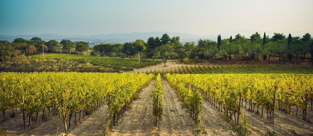 Fattoria Di Magliano Winery Villa Magliano in Toscana Exteriör bild